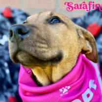 Thumbnail photo of Sarafina #1
