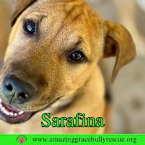 Thumbnail photo of Sarafina #2