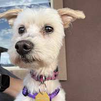 Thumbnail photo of Lacy #3