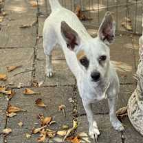 Thumbnail photo of Maxi #2