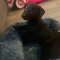 Thumbnail photo of Zoey #4