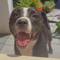 Thumbnail photo of Chiquita #4