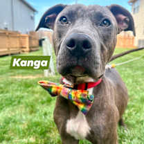 Thumbnail photo of Kanga #1