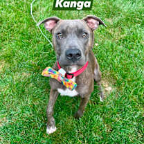 Thumbnail photo of Kanga #3