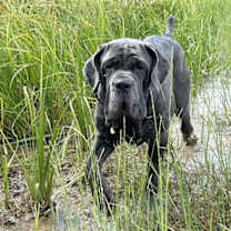 Thumbnail photo of Capri #1