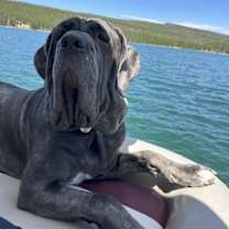 Thumbnail photo of Capri #2