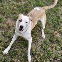 Thumbnail photo of Benji #2