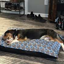 Thumbnail photo of Drake #3