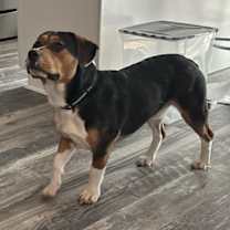 Thumbnail photo of Drake #4