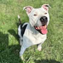 Thumbnail photo of Beefy #1