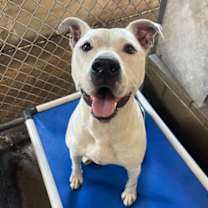 Thumbnail photo of Beefy #2