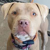 Thumbnail photo of Reece - PAWS #2