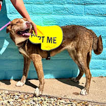 Thumbnail photo of Raya - PAWS #3