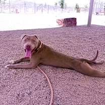 Thumbnail photo of Reece - PAWS #3