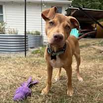 Thumbnail photo of Oak #2