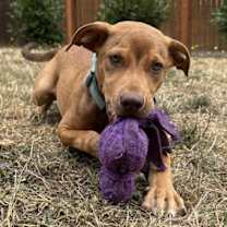 Thumbnail photo of Oak #3