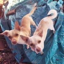 Thumbnail photo of Flora & Fauna #2