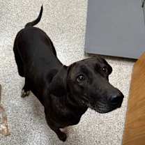 Thumbnail photo of Kahlua #2