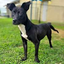 Thumbnail photo of LOLA  ★ Available NOW - ADOPTION or RESCUE! #1