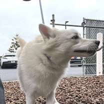 Thumbnail photo of JOEY #1