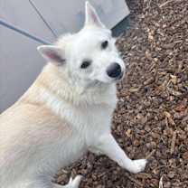 Thumbnail photo of JOEY #4