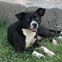 Thumbnail photo of Wallaby #2