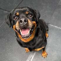 Thumbnail photo of Mango #2