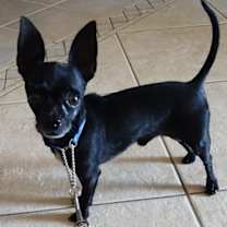 adopt-pet