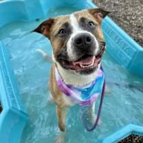 adopt-pet
