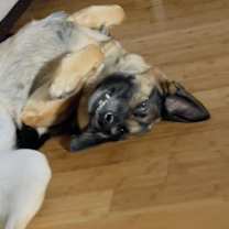 Thumbnail photo of Taco #3