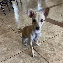 adopt-pet