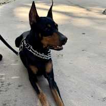 Thumbnail photo of Diablo #3