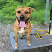 Thumbnail photo of Wheezy #3