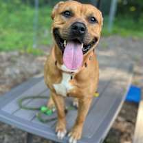 Thumbnail photo of Wheezy #4