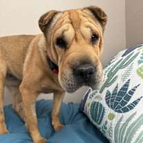adopt-pet