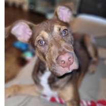 Thumbnail photo of Sage (Kira's litter) #3