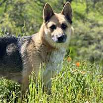 Thumbnail photo of Mama Willow #1