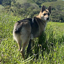 Thumbnail photo of Mama Willow #2