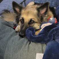 Thumbnail photo of 25-068 Zola #2