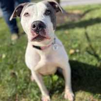 Thumbnail photo of Hyacinth #2