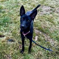 Thumbnail photo of Pinky #3