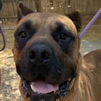 adopt-pet