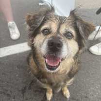 adopt-pet