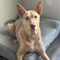 Thumbnail photo of Duke #2