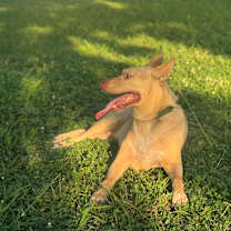 Thumbnail photo of Duke #3