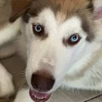 Thumbnail photo of Poppy #3