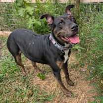 Thumbnail photo of Trixie #3