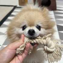 Thumbnail photo of Bamtori #3