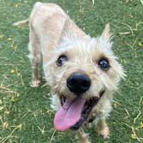 adopt-pet