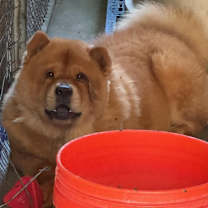 Thumbnail photo of Ronnie #1